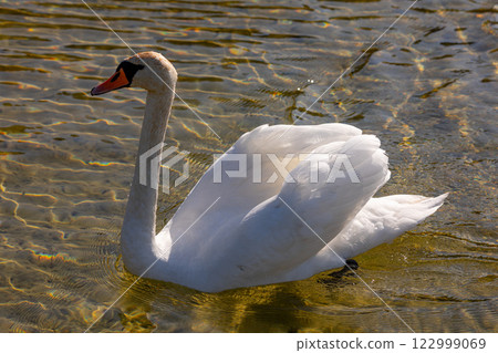 An Elegant Swan is Gracefully Gliding on the Serene Surface of the Calm and Clear Water An Elegant Swan is Gracefully Gliding on the Serene Surface of the Calm and Clear Water 122999069