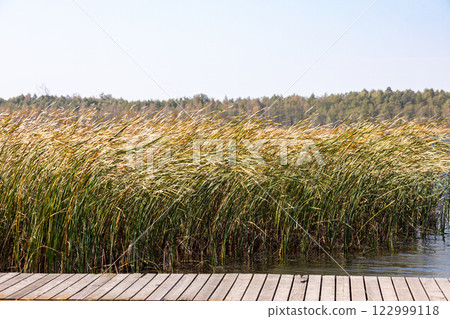 A Serene Lakeside View featuring Abundant Wildflowers and a Wooden Pier by the Water 122999118