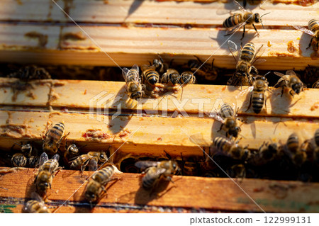 The Busy Bees are hard at work in their vibrant and bustling hive, contributing to natures balance The Busy Bees are hard at work in their vibrant and bustling hive, contributing to natures balance 122999131