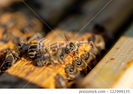 Honey Bees Busy at Work on a Beautiful Wooden Frame Inside the Beehive They Live In Honey Bees Busy at Work on a Beautiful Wooden Frame Inside the Beehive They Live In 122999135