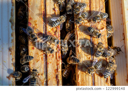 Bees are busy in a hive, highlighting their essential role in natures ecosystem 122999148