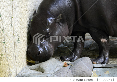 侏儒河馬 122999241