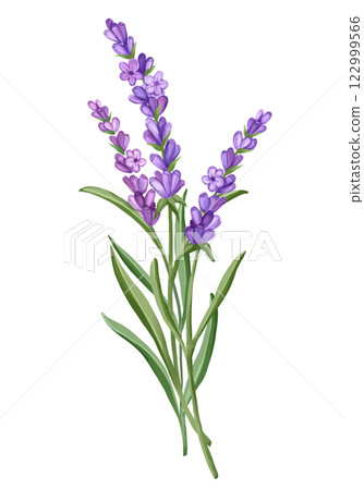 Bouquet of Lavender flowers. Hand drawn floral illustration Bouquet of Lavender flowers. Hand drawn floral illustration 122999566