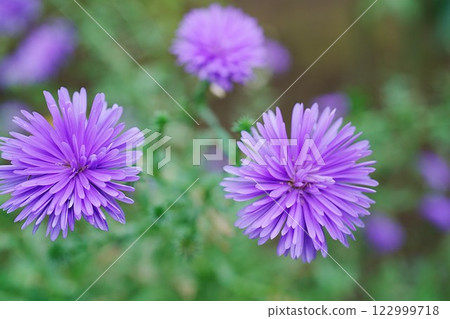 Purple peacock flower 122999718