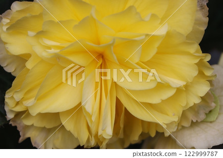 秋海棠花作為幸運室內裝飾物 秋海棠花作為幸運室內裝飾物 122999787