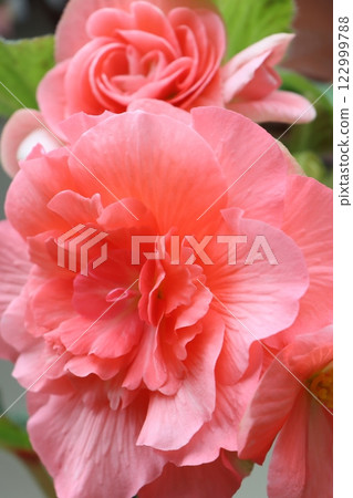 Begonia flowers as lucky interior items - Four Begonia flowers as lucky interior items - Four 122999788