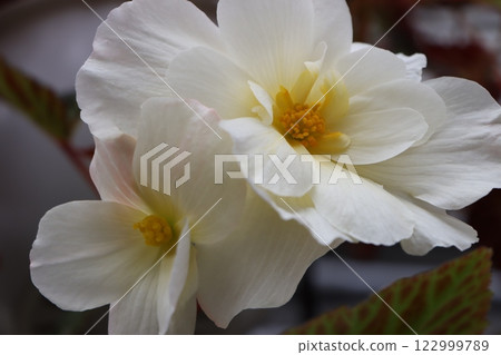 秋海棠花作為幸運室內裝飾 - 5 122999789