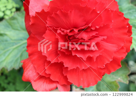 塊莖秋海棠花，被稱為活的人造花 - 1 122999824
