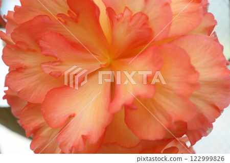 Tuberous begonia flowers, known as living artificial flowers - Part 3 122999826