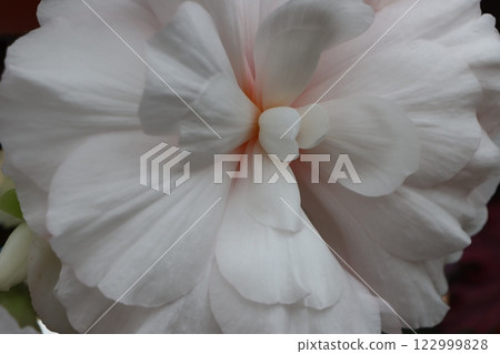 Tuberous begonia flowers, known as living artificial flowers - 5 Tuberous begonia flowers, known as living artificial flowers - 5 122999828