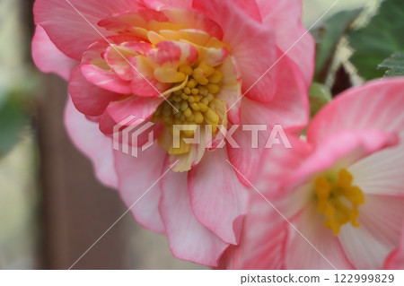 Tuberous begonia flowers, known as living artificial flowers - 6 122999829