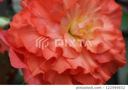Tuberous begonia flowers, known as living artificial flowers - 9 Tuberous begonia flowers, known as living artificial flowers - 9 122999832