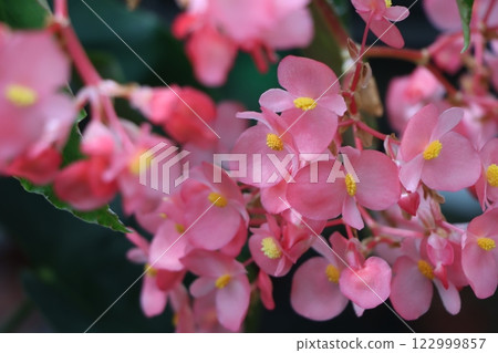 秋海棠花，華麗花朵的代表 122999857