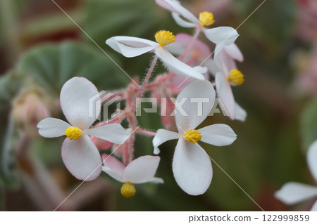 Begonia flowers, the epitome of gorgeous flowers - 5 Begonia flowers, the epitome of gorgeous flowers - 5 122999859