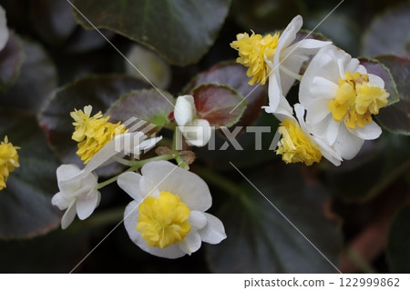 海棠花,華麗花的代表-八 海棠花,華麗花的代表-八 122999862