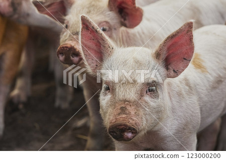 Eco pig farm in the field in Denmark. Cute piglets in the pasture 123000200