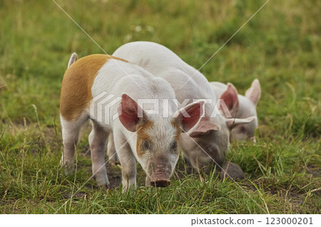 Eco pig farm in the field in Denmark. Cute piglets in the pasture 123000201