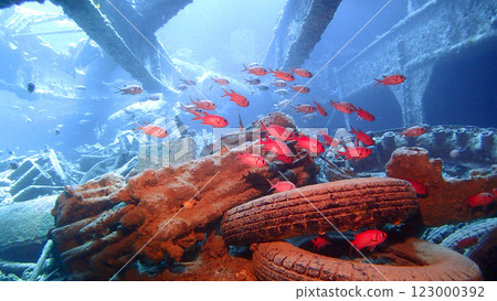 S.S. Thistlegorm cargo ship wreck, Red Sea S.S. Thistlegorm cargo ship wreck, Red Sea 123000392