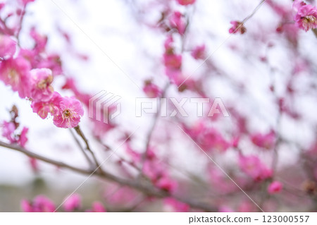 八重紅、紅梅、梅樹、梅林、春天的花朵、春天的材料【神奈川縣】 八重紅、紅梅、梅樹、梅林、春天的花朵、春天的材料【神奈川縣】 123000557