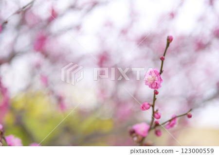 Yaekanbeni, red plum, plum tree, plum grove, spring flowers, spring materials [Kanagawa Prefecture] 123000559