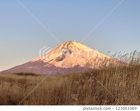 Mt. Fuji seen through the Japanese pampas grass in the morning Mt. Fuji seen through the Japanese pampas grass in the morning 123001069
