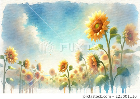 sunflower field in summer 123001116