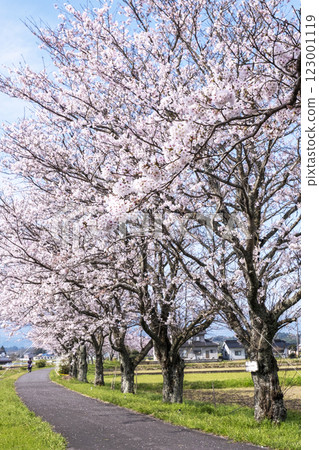 田野中成排的櫻花樹（舊國鐵倉吉線，大鴨附近） 123001119