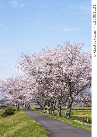 田野中成排的櫻花樹（舊國鐵倉吉線，大鴨附近） 123001121