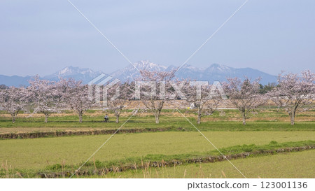 田野中成排的櫻花樹（舊國鐵倉吉線，大鴨附近） 123001136