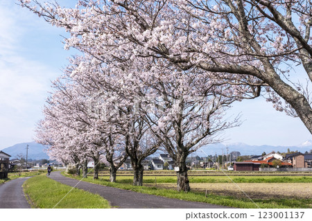 田野中成排的櫻花樹(舊國鐵倉吉線,大鴨附近) 田野中成排的櫻花樹(舊國鐵倉吉線,大鴨附近) 123001137