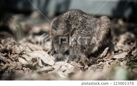 袋鼠在落葉下挖洞 123001378