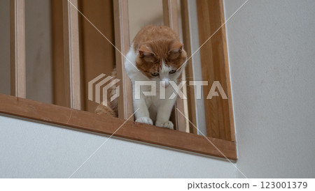 一隻貓，臉從格子的縫隙裡伸出來 棕虎白 123001379