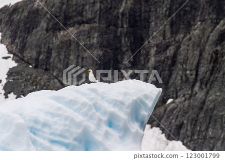 Close-up of a kelp gull sitting atop an iceberg 123001799