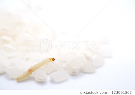 Small larvae of the Indian meal moth walking on old rice on white background, food pest Small larvae of the Indian meal moth walking on old rice on white background, food pest 123001862