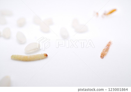 Small larvae and pupae of the Indian meal moth emerging from old rice on a white background 123001864