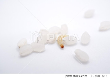 白色背景中從大米堆中鑽出的印度谷螟小幼蟲 白色背景中從大米堆中鑽出的印度谷螟小幼蟲 123001865