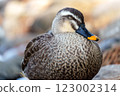 Spot-billed ducks in the pond at Shikishima Park 123002314