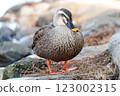 Spot-billed ducks in the pond at Shikishima Park 123002315