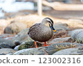 Spot-billed ducks in the pond at Shikishima Park 123002316