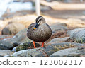 Spot-billed ducks in the pond at Shikishima Park 123002317