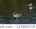 Spot-billed ducks in the pond at Shikishima Park 123002318