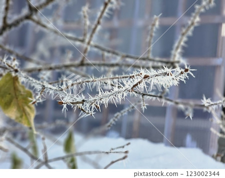 Ice on the branches Ice on the branches 123002344