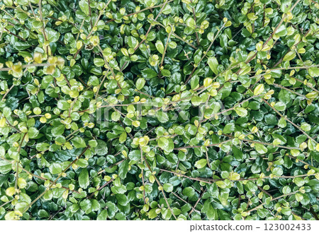 Small fresh green leaves spring nature background Small fresh green leaves spring nature background 123002433