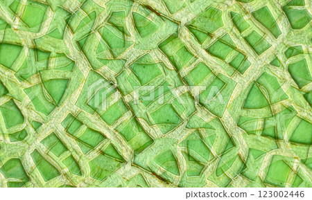 abstract green texture background 123002446