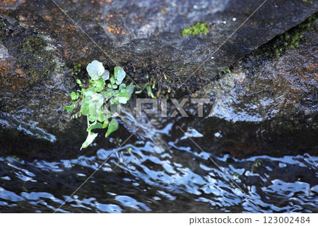 250105 Kanayamacho 0038 250105 Kanayamacho 0038 123002484