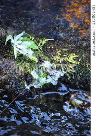 250105 Kanayamacho 0037 123002485