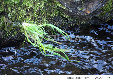 winter, snowy, snowman 123002486