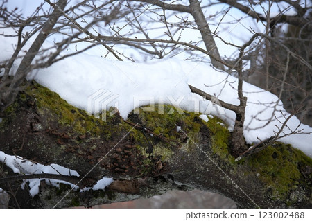 250105 Kanayamacho 0034 123002488