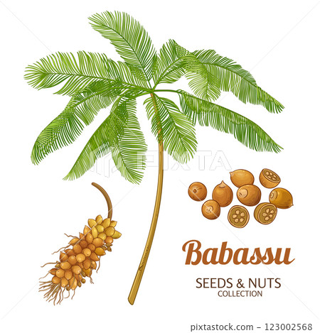 Babassu Palm Colored Detailed Illustration. 123002568