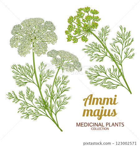 Ammi Majus Plant Colored Detailed Illustration. 123002571